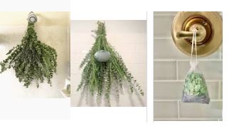 Hanging Eucalyptus in Your Shower